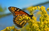 Monarch butterfly