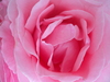 pink rose