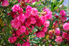 oleander