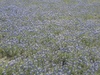 bluebonnets Irving