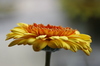 Gerbera kwiat