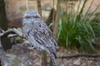 Tawny frogmouth