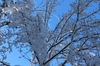 Adirondack zima