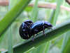 Bugz