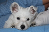 west highland terrier puppy 3